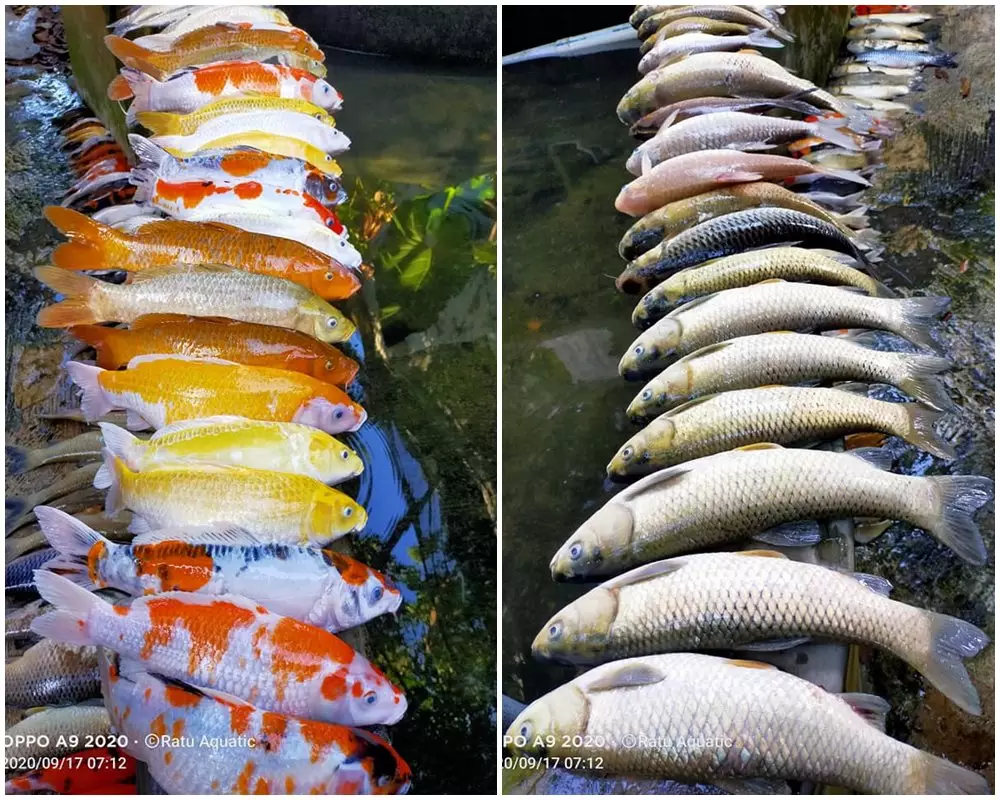 ikan koi mati  Berbagai Sumber ikan koi mati  Berbagai Sumber