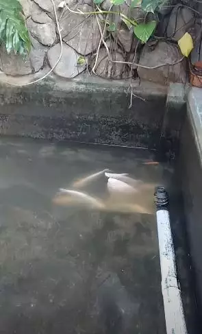 ikan koi mati  Berbagai Sumber ikan koi mati  Berbagai Sumber