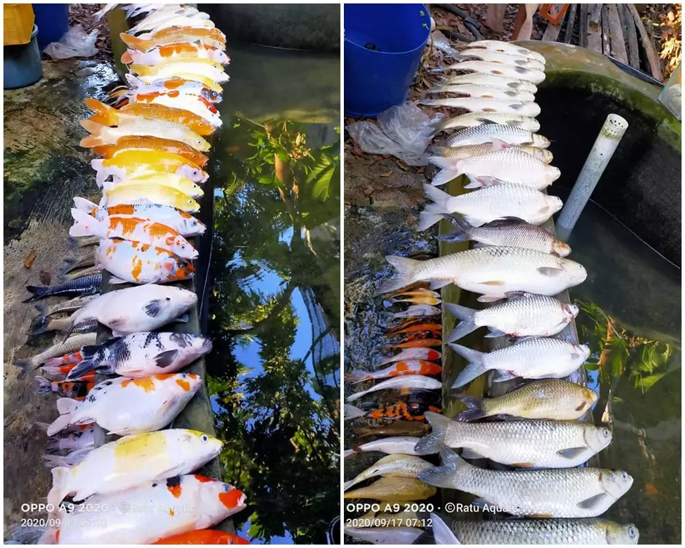 ikan koi mati  Berbagai Sumber ikan koi mati  Berbagai Sumber