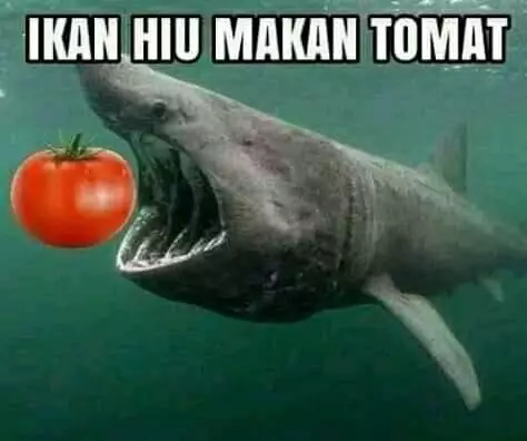 meme ikan hiu makan tomat Berbagai Sumber meme ikan hiu makan tomat Berbagai Sumber