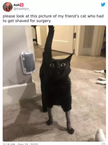 kucing operasi lucu Berbagai sumber kucing operasi lucu Berbagai sumber