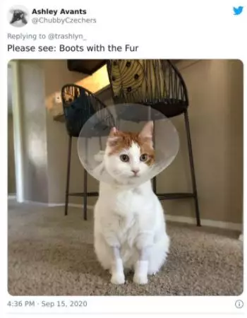 kucing operasi lucu Berbagai sumber kucing operasi lucu Berbagai sumber