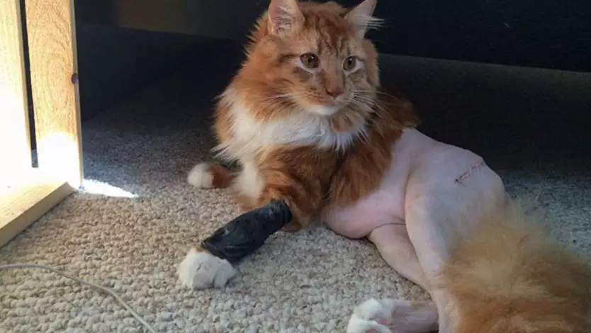 kucing operasi lucu Berbagai sumber kucing operasi lucu Berbagai sumber