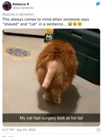 kucing operasi lucu Berbagai sumber kucing operasi lucu Berbagai sumber