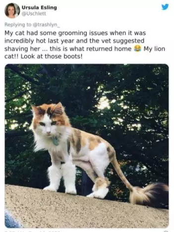 kucing operasi lucu Berbagai sumber kucing operasi lucu Berbagai sumber