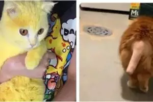 8 Kucing ini miliki bulu yang aneh dan tak biasa usai operasi