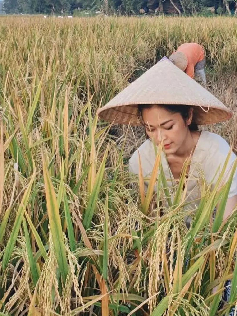 prisia panen di sawah Instagram