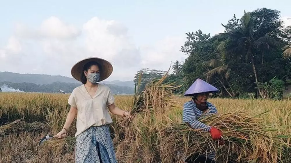 prisia panen di sawah Instagram