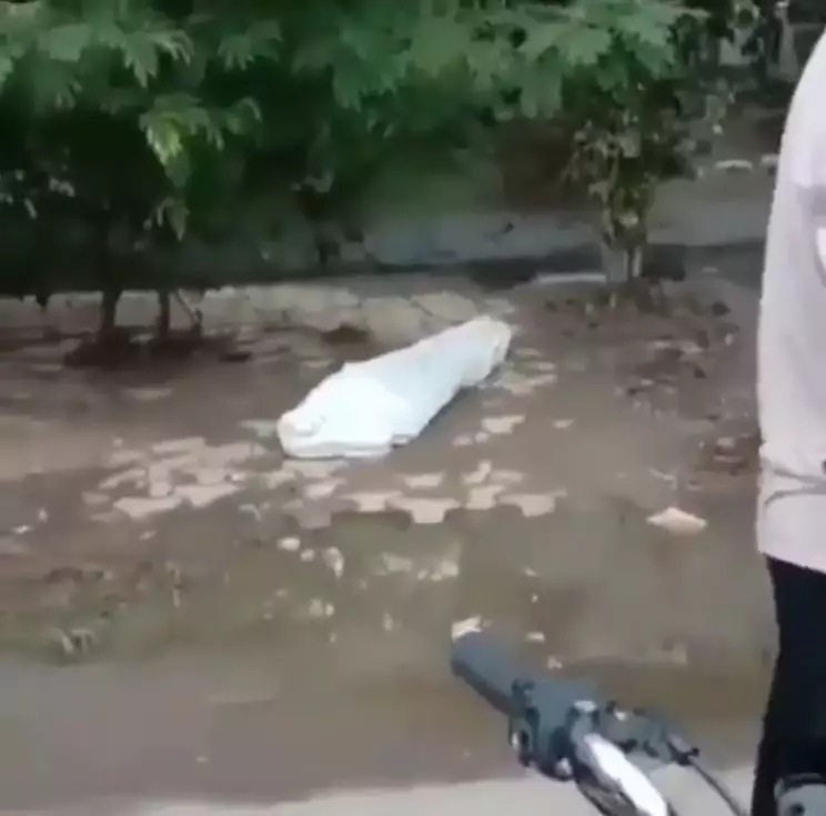 Viral bungkus putih bak mayat Instagram/@kocak.petcaah Viral bungkus putih bak mayat Instagram/@kocak.petcaah