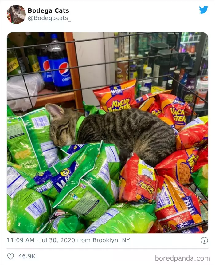 Potret kucing di supermarket Berbagai sumber