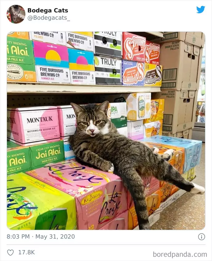 Potret kucing di supermarket Berbagai sumber