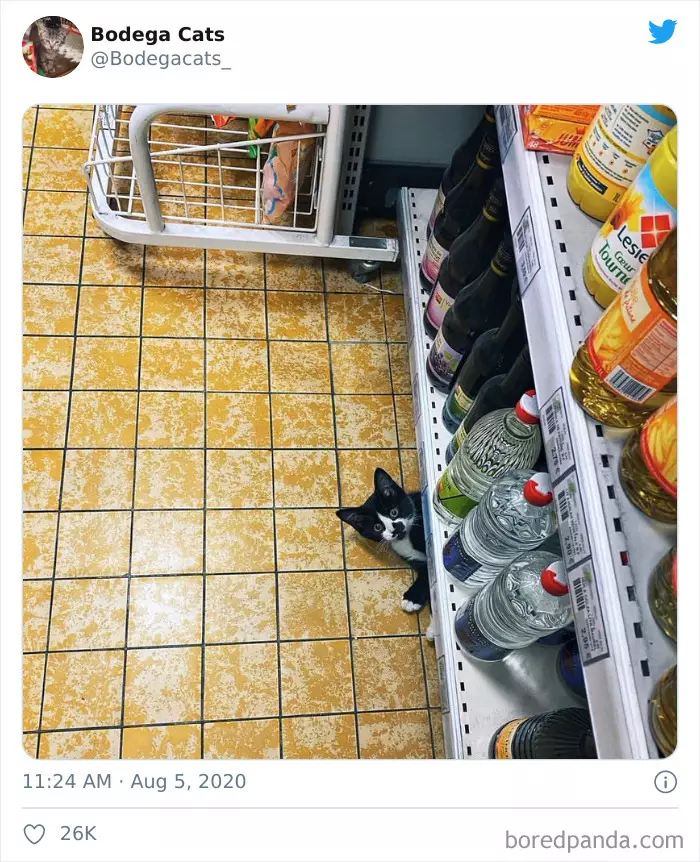 Potret kucing di supermarket Berbagai sumber