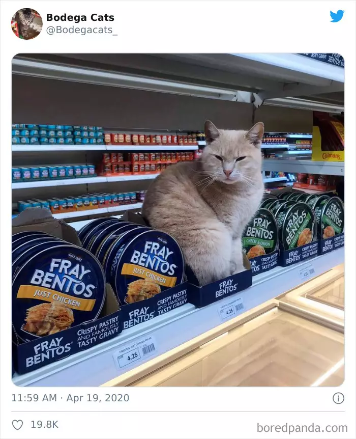 Potret kucing di supermarket Berbagai sumber