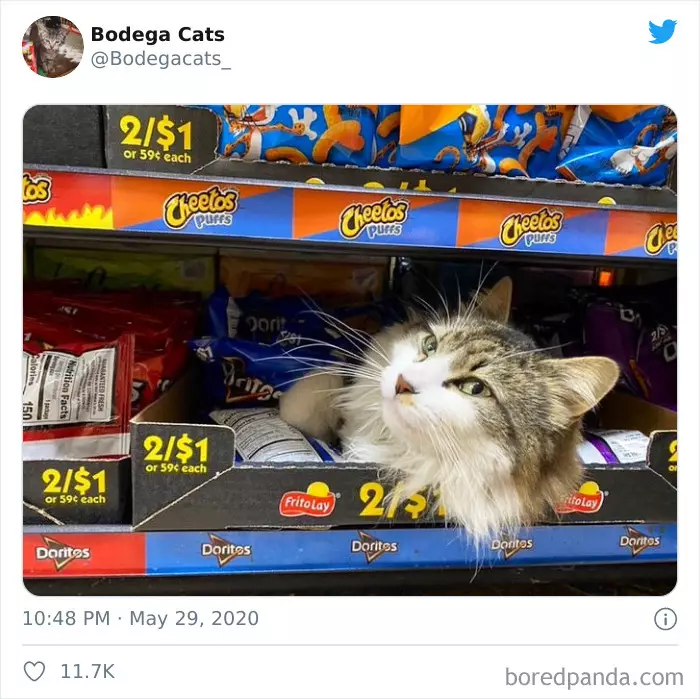 Potret kucing di supermarket Berbagai sumber
