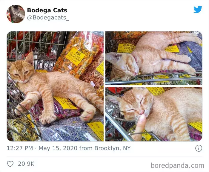 Potret kucing di supermarket Berbagai sumber
