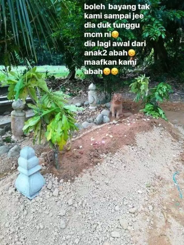 Kucing setia jaga makam Facebook/ Hazlynn Nozi Kucing setia jaga makam Facebook/ Hazlynn Nozi