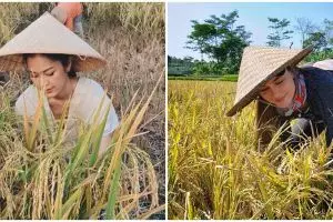 Momen 6 seleb panen padi, gayanya curi perhatian