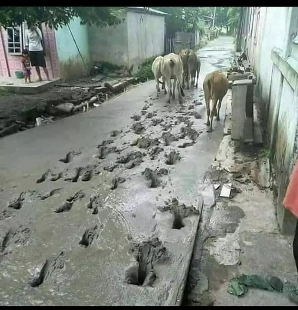 aksi binatang rusak cor semen jalan Berbagai Sumber