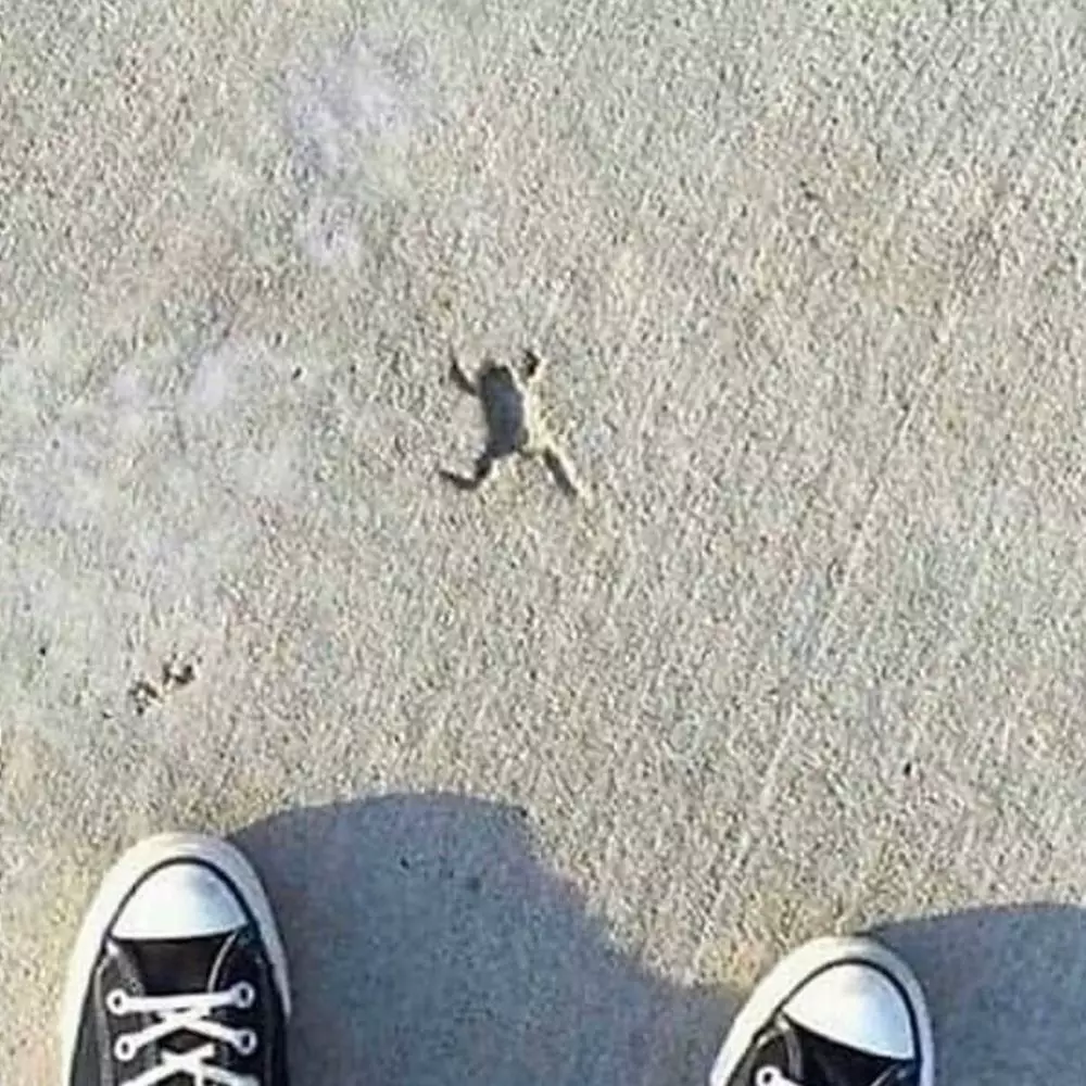 aksi binatang rusak cor semen jalan Berbagai Sumber