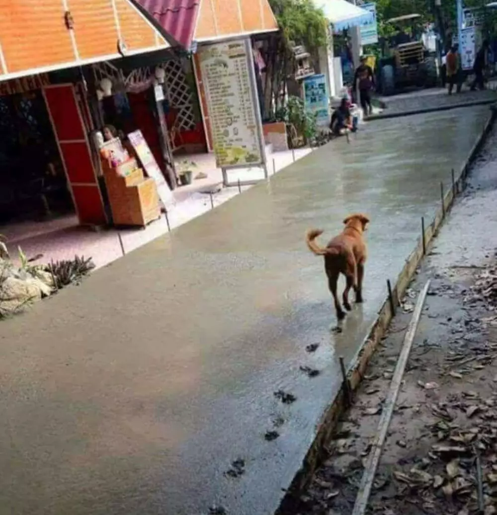 aksi binatang rusak cor semen jalan Berbagai Sumber