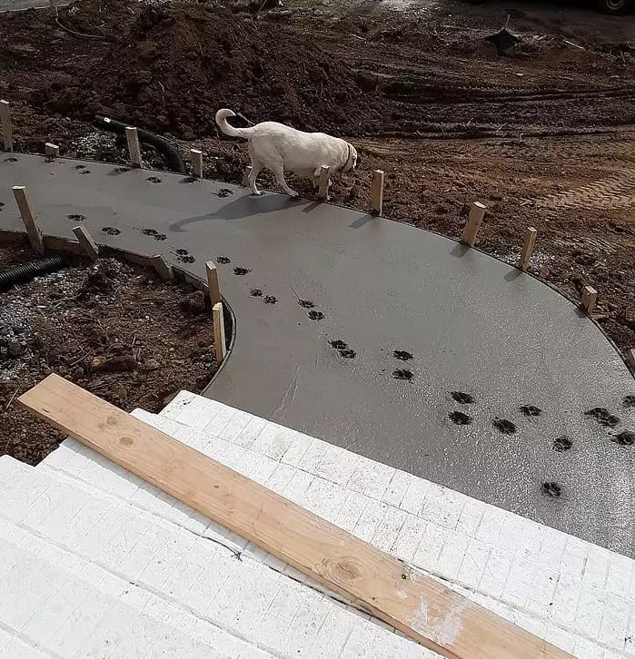 aksi binatang rusak cor semen jalan Berbagai Sumber