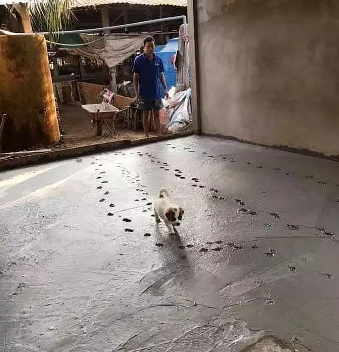 aksi binatang rusak cor semen jalan Berbagai Sumber