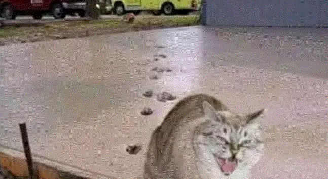 aksi binatang rusak cor semen jalan Berbagai Sumber