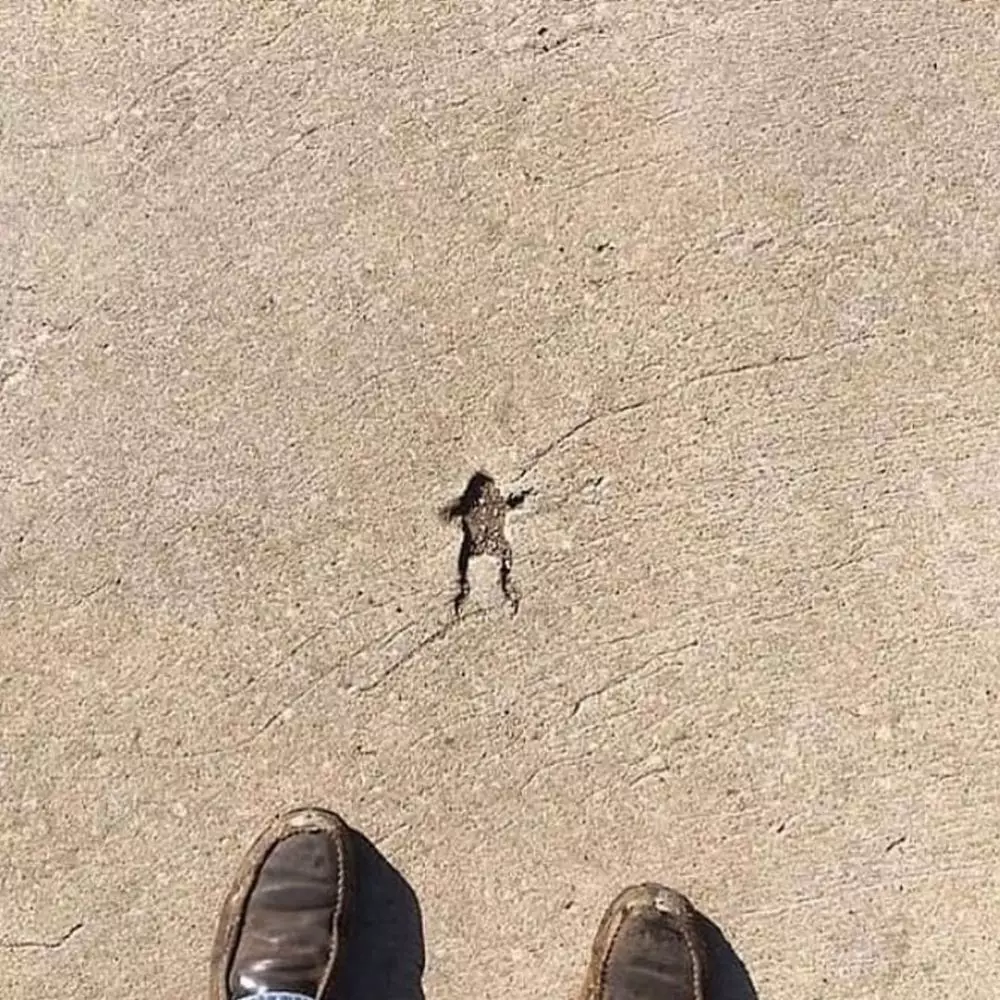 aksi binatang rusak cor semen jalan Berbagai Sumber