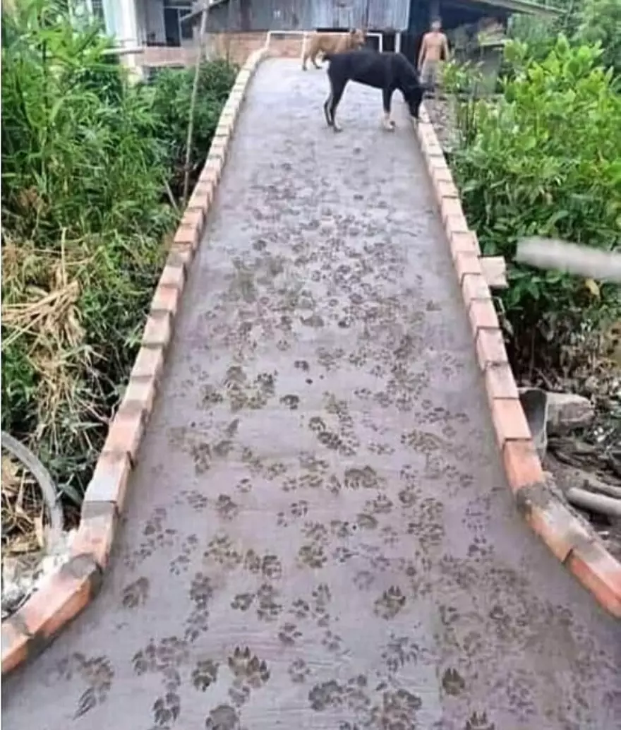 aksi binatang rusak cor semen jalan Berbagai Sumber