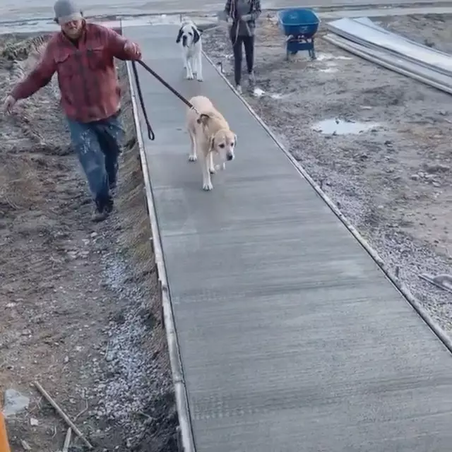 aksi binatang rusak cor semen jalan Berbagai Sumber