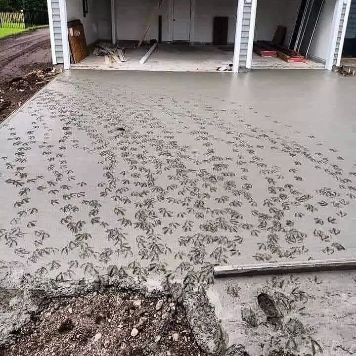 aksi binatang rusak cor semen jalan Berbagai Sumber