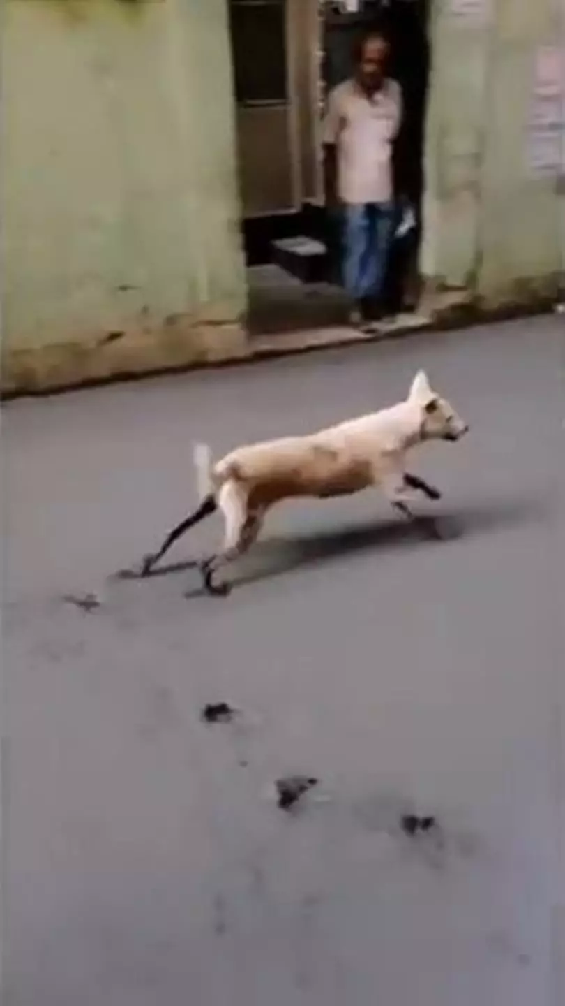 aksi binatang rusak cor semen jalan  Berbagai Sumber