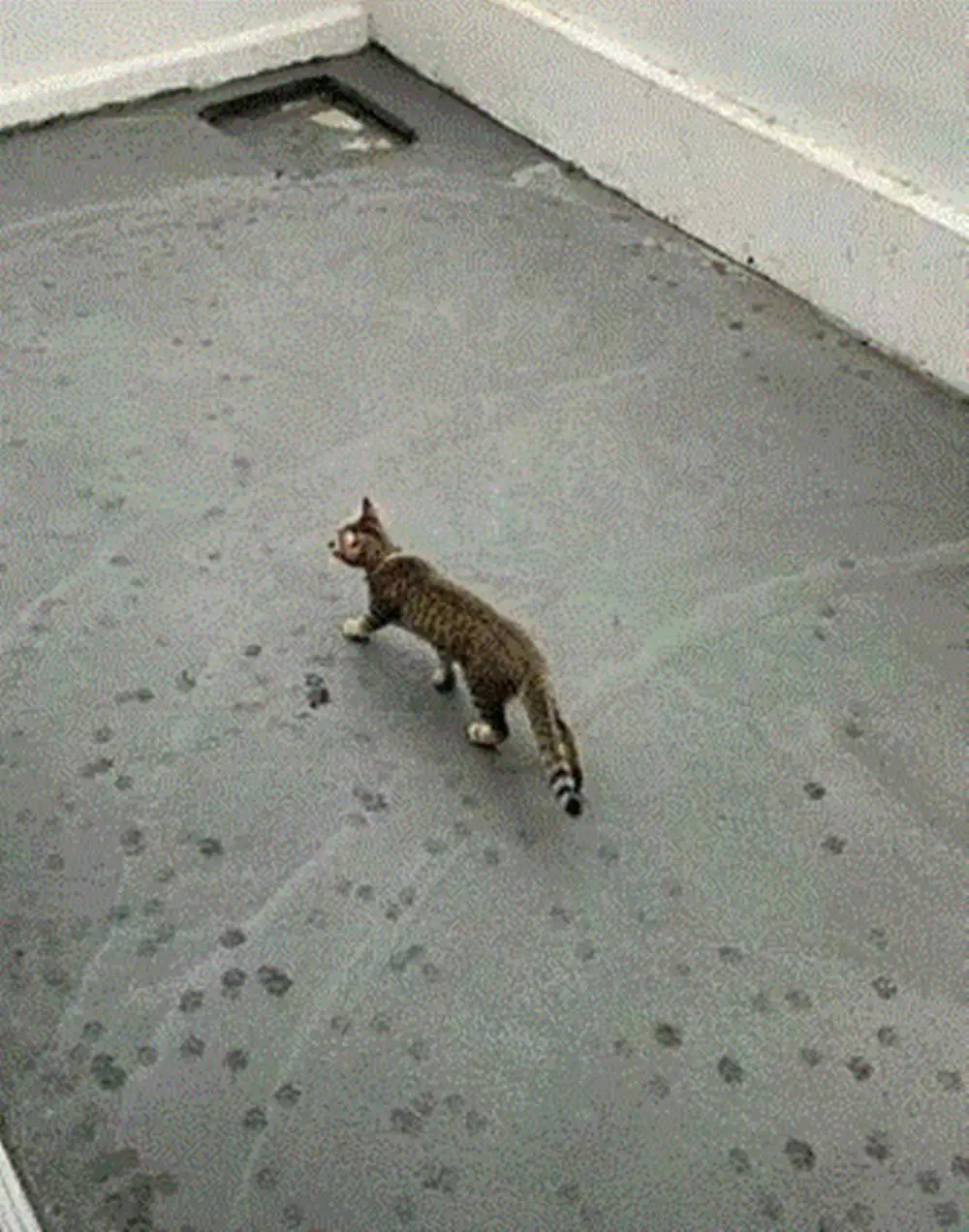 aksi binatang rusak cor semen jalan  Berbagai Sumber