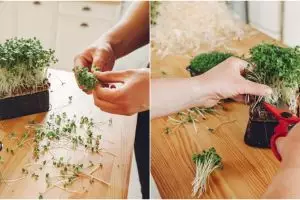 10 Cara mudah menanam sayuran microgreens, cepat tumbuh dan panen