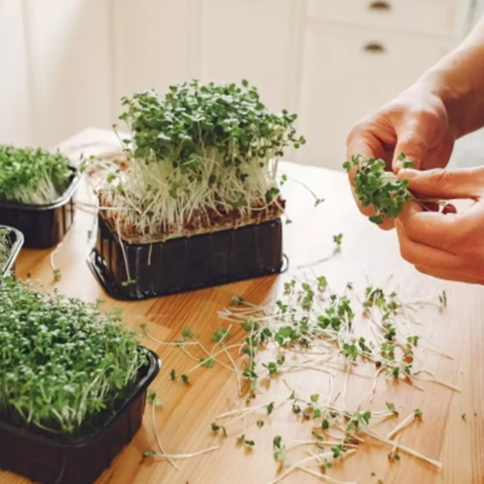 10 Cara mudah menanam sayuran microgreens, cepat tumbuh dan panen