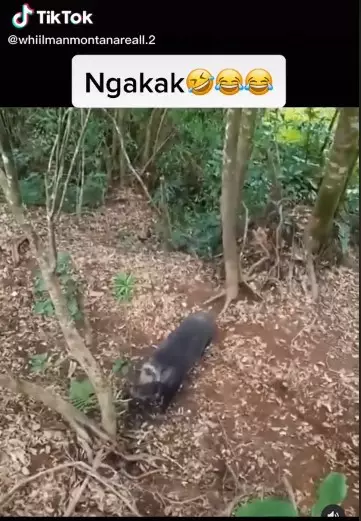 Pendaki naik pohon karena babi TikTok//@whiilmanmontanareall.2 Pendaki naik pohon karena babi TikTok//@whiilmanmontanareall.2
