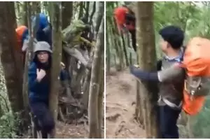 Viral video pendaki naik pohon karena ada babi hutan, bikin deg-degan