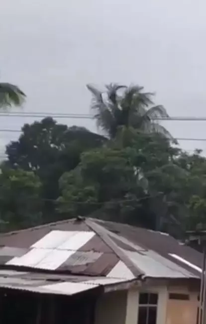 Pohon kelapa bergerak sendiri Instagram/@ndorobeii