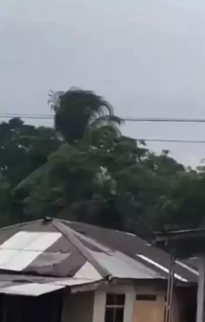 Pohon kelapa bergerak sendiri Instagram/@ndorobeii