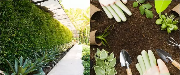 8 Cara mudah membuat vertical garden di rumah, bikin udara sejuk