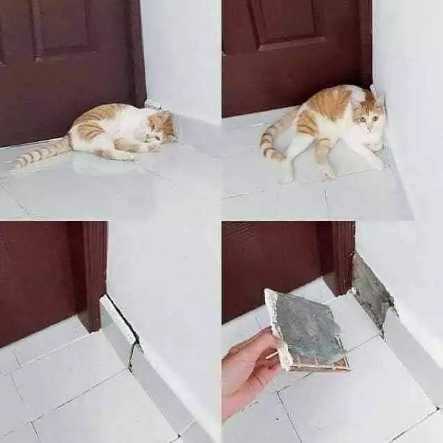 orang dijahili hewan  Berbagai Sumber