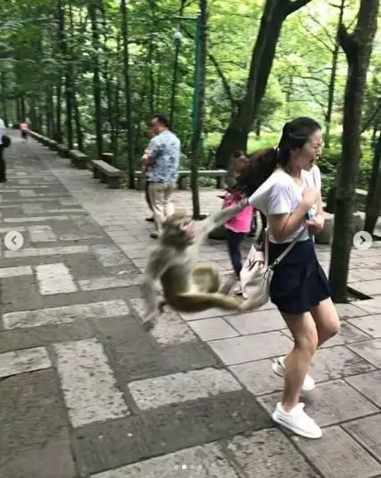 orang dijahili hewan  Berbagai Sumber