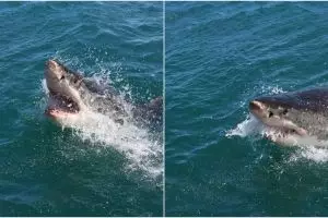 Viral seorang wanita hamil selamatkan suami dari serangan hiu