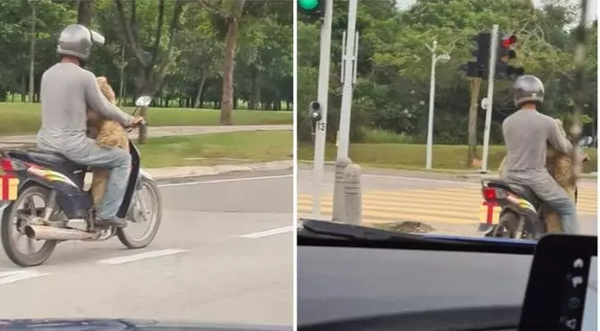 ayah pungut boneka Berbagai sumber ayah pungut boneka Berbagai sumber