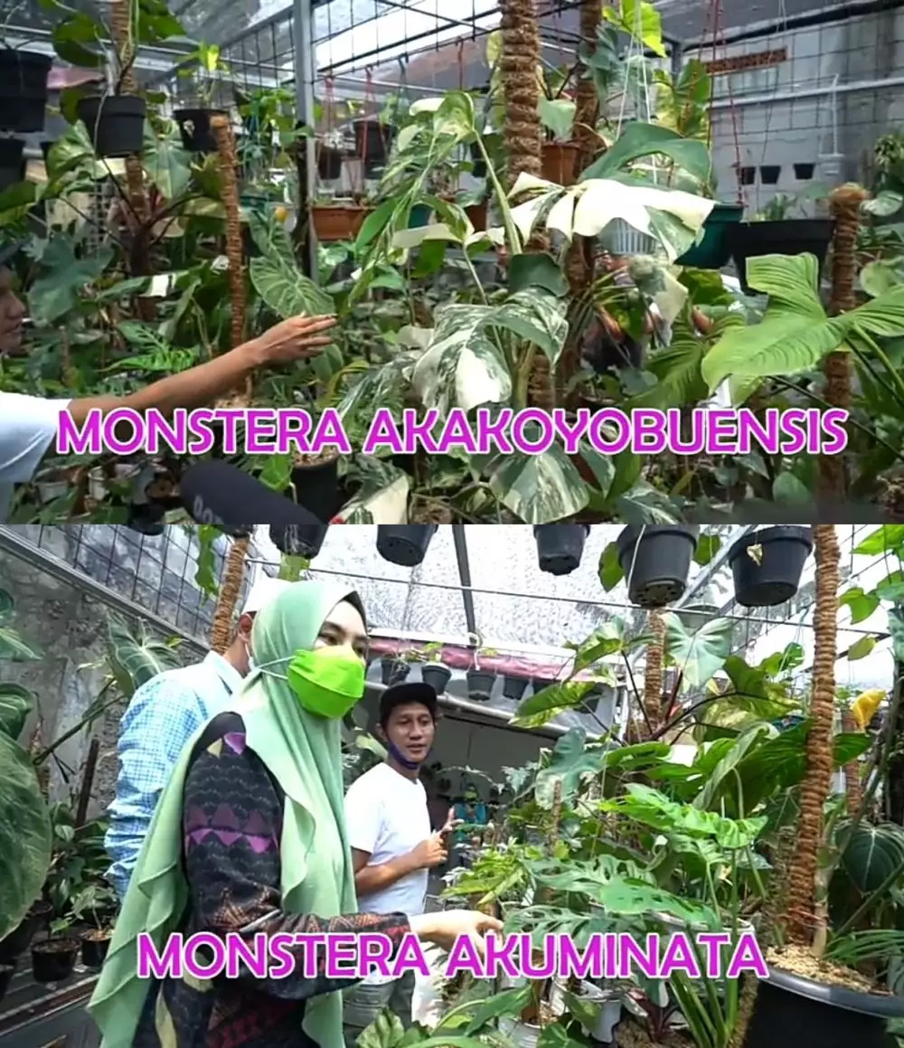 Kartika Putri berburu tanaman Janda Bolong © 2020 brilio.net YouTube Kartika Putri berburu tanaman Janda Bolong © 2020 brilio.net YouTube