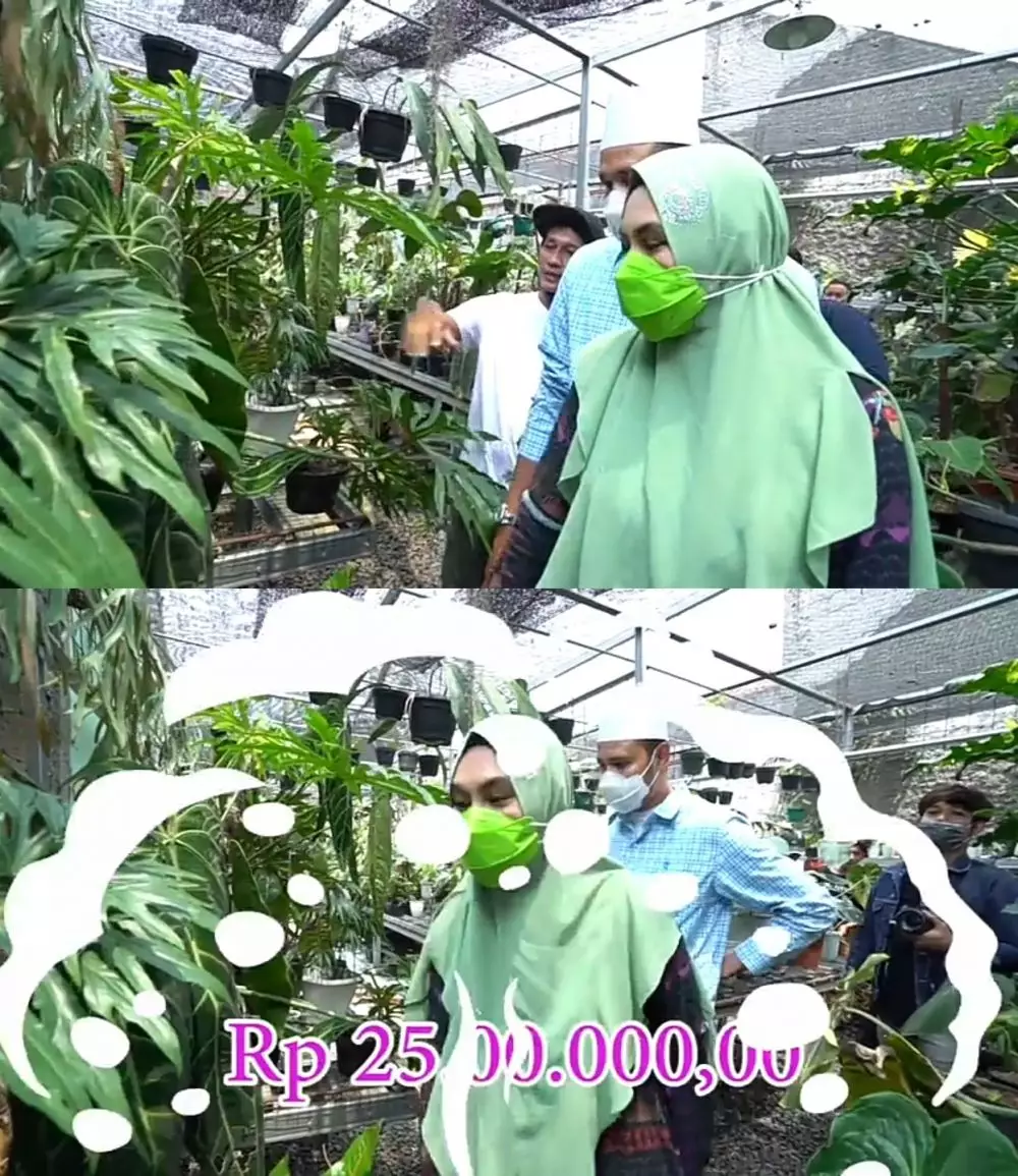 Kartika Putri berburu tanaman Janda Bolong © 2020 brilio.net YouTube Kartika Putri berburu tanaman Janda Bolong © 2020 brilio.net YouTube