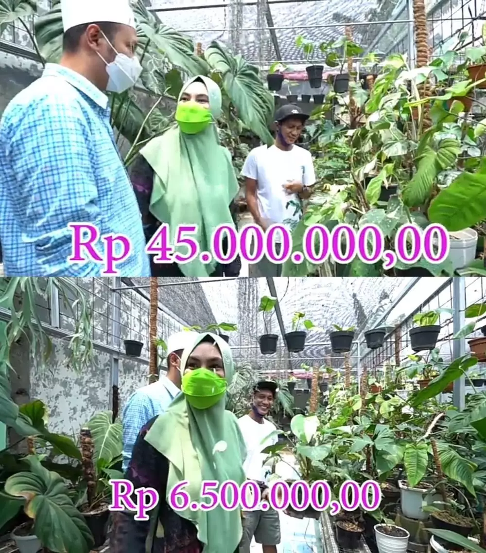 Kartika Putri berburu tanaman Janda Bolong © 2020 brilio.net YouTube Kartika Putri berburu tanaman Janda Bolong © 2020 brilio.net YouTube