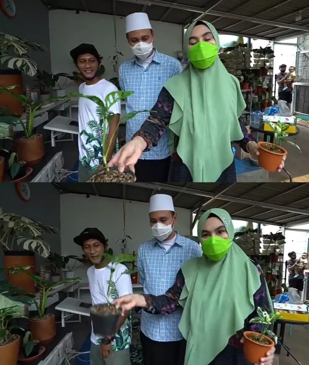 Kartika Putri berburu tanaman Janda Bolong © 2020 brilio.net YouTube Kartika Putri berburu tanaman Janda Bolong © 2020 brilio.net YouTube