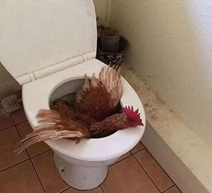 penemuan aneh di toilet Berbagai Sumber penemuan aneh di toilet Berbagai Sumber