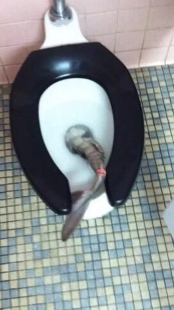 penemuan aneh di toilet Berbagai Sumber penemuan aneh di toilet Berbagai Sumber